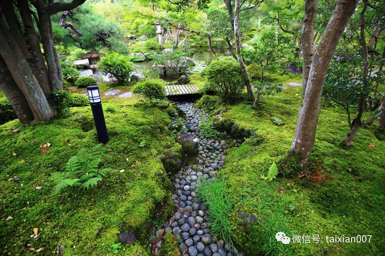 苔藓庭院,纯净自然