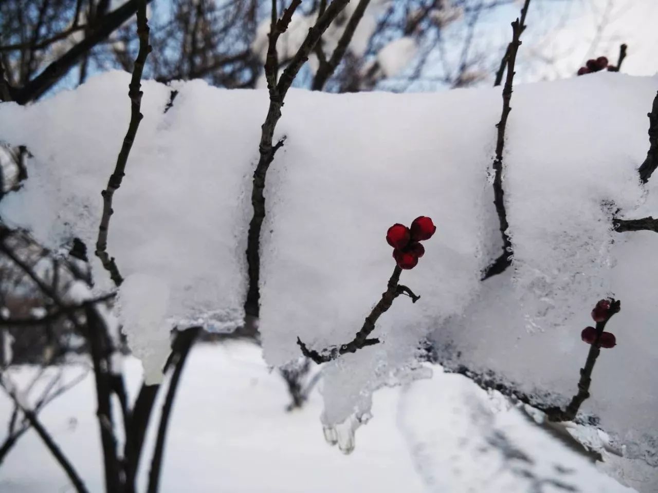 水墨雪简谱_蜜雪冰城简谱