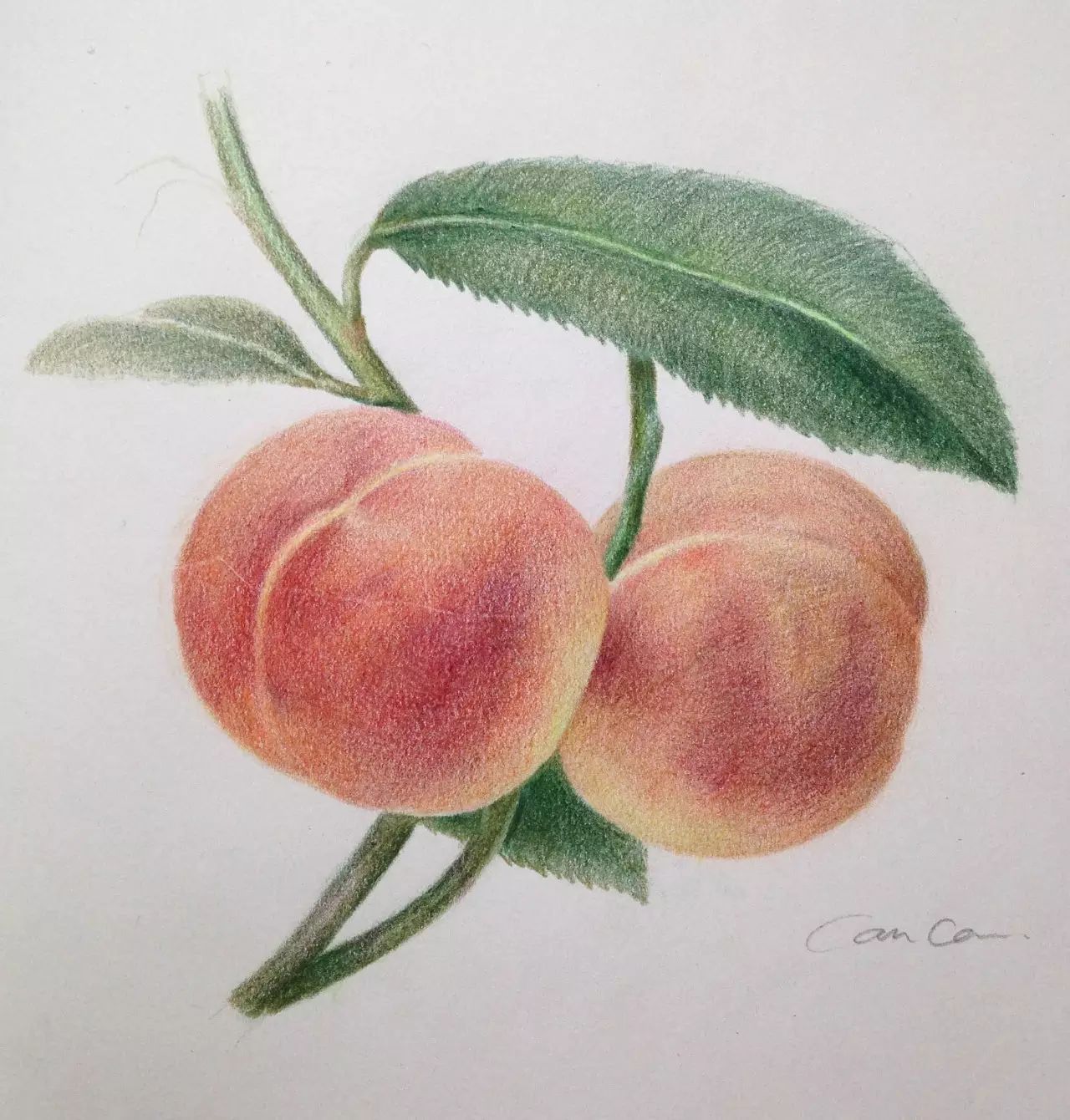 彩铅教程 | 教你用彩铅画熟透了的桃子!