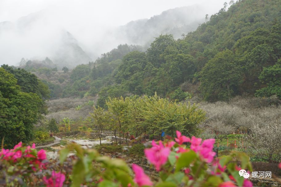 螺河网因为雨天陆河螺洞梅海已美成仙境