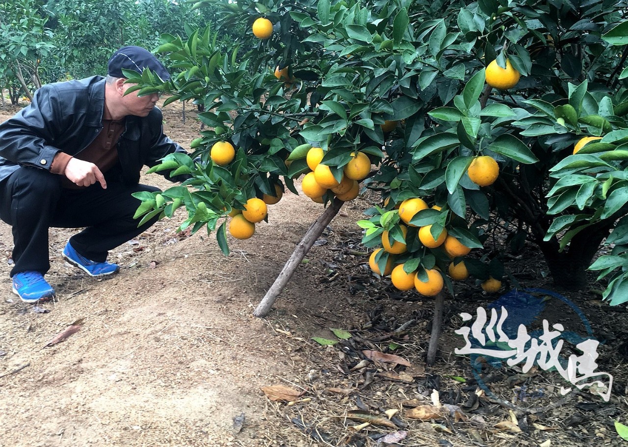 今年的廉江红橙种植又是个丰收年 9500