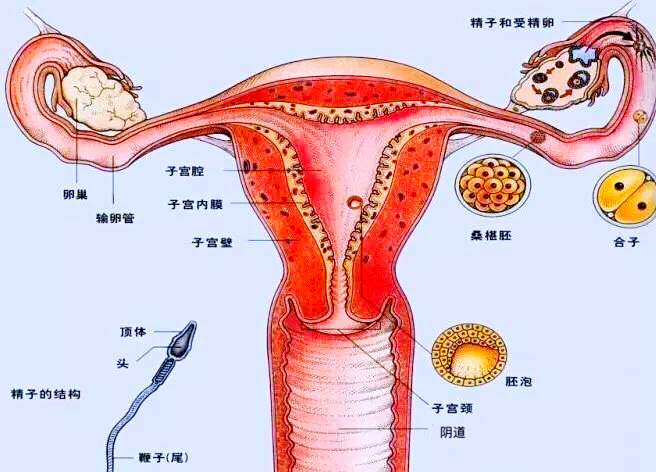 下面为您介绍宫颈癌早期发出的危险信号!