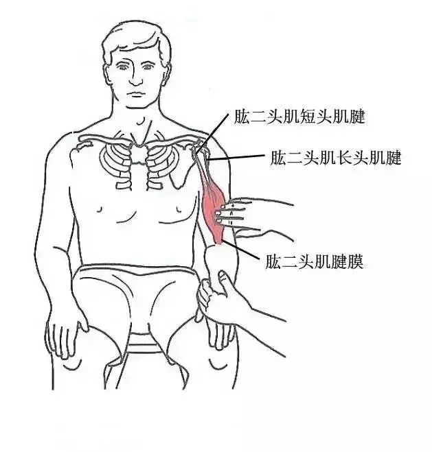 【压痛干货】康复治疗师必知——软组织常见压痛点