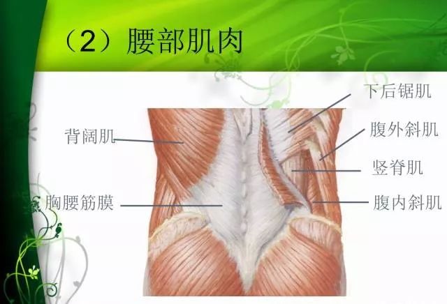 腰部疾病针刀应用解剖 疼痛医生必备收藏