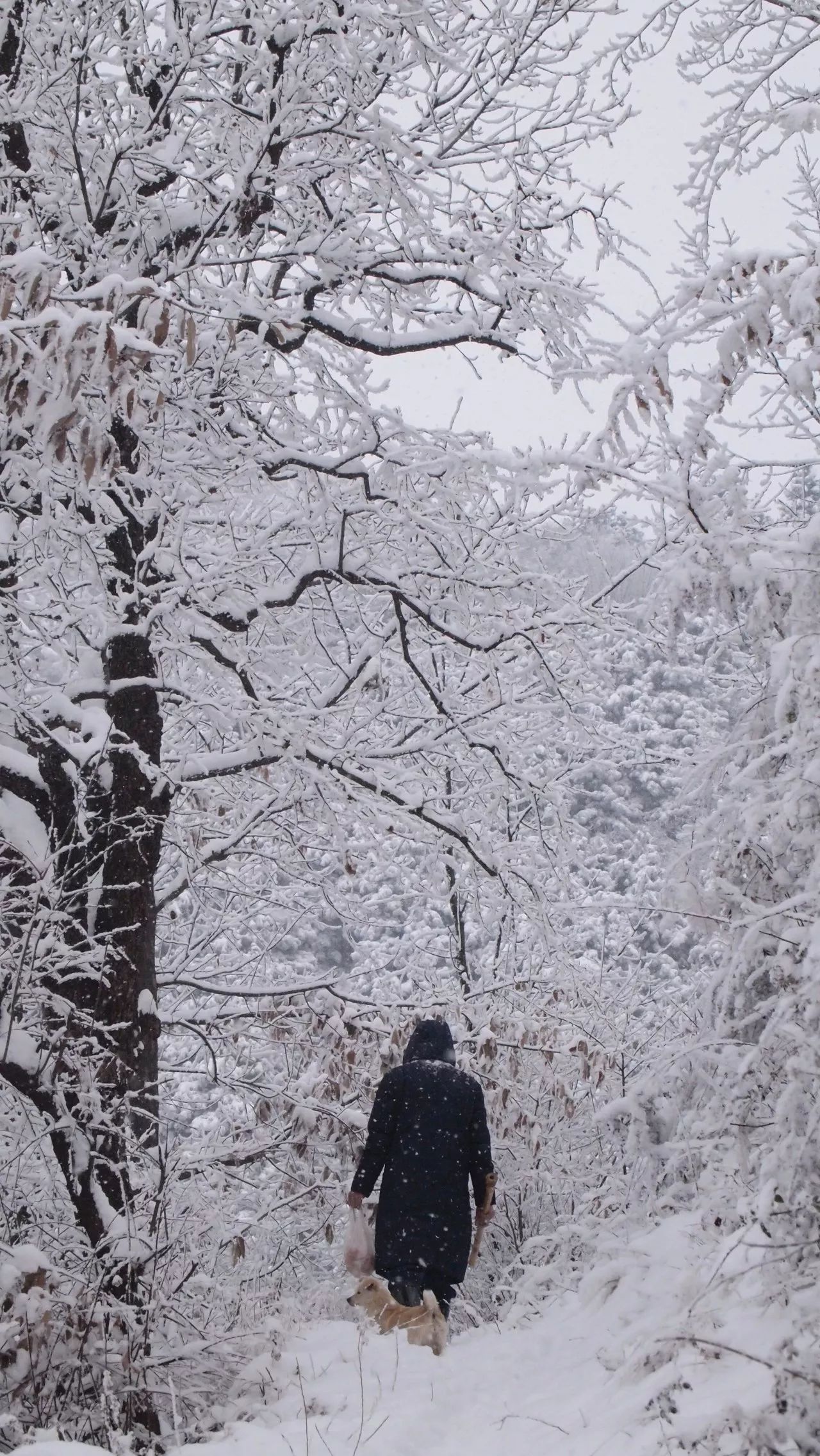 终南山雪