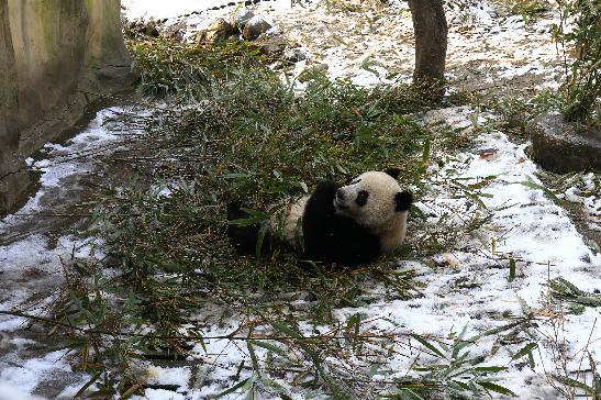 大熊猫不惧寒湿,从不冬眠.这是因为大熊猫身上的毛比较粗,毛里面充