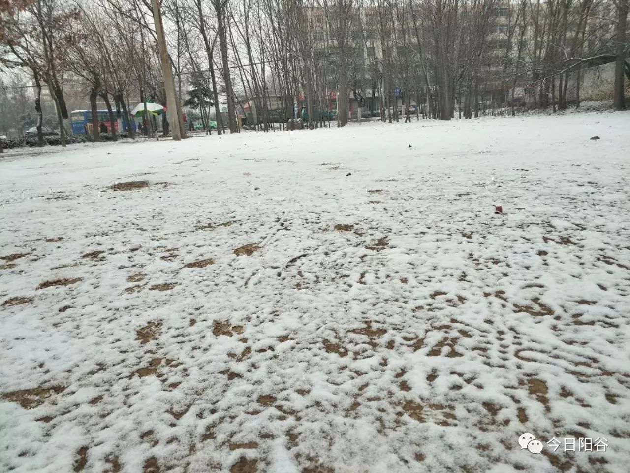 地面上覆盖了一层薄薄的积雪