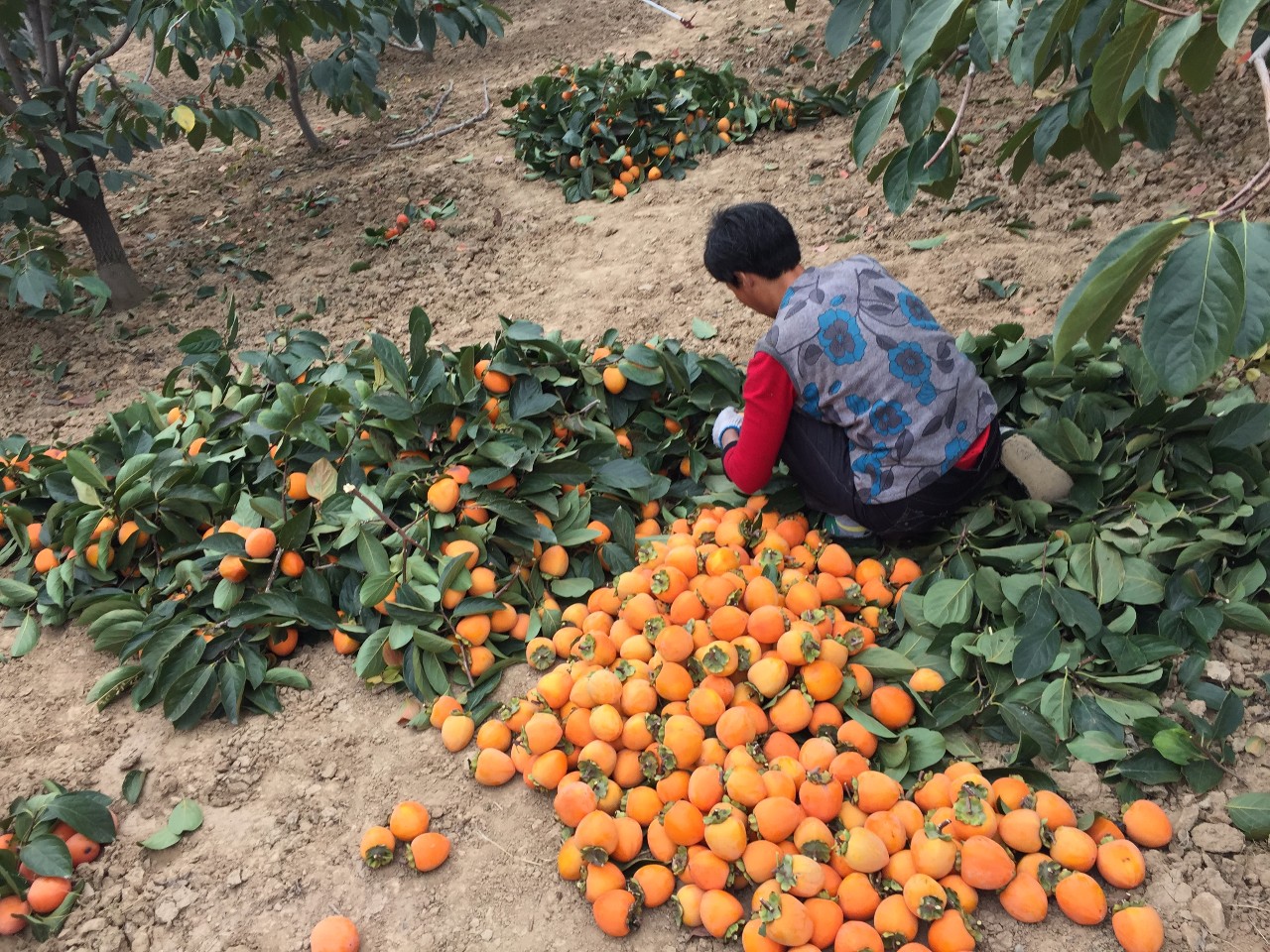 采收完柿子,还要挑选,色泽橙红,萼头发黄的柿子最好,烂果,软果全部要