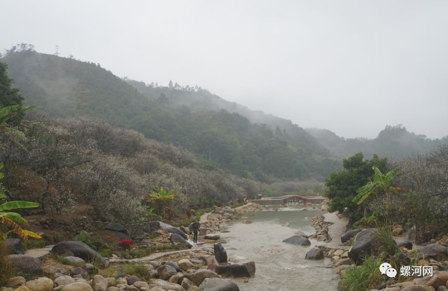 螺河网:因为雨天,陆河螺洞梅海已美成仙境!