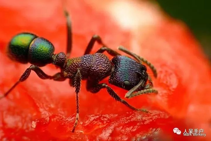 全世界最有趣的蚂蚁都来啦!