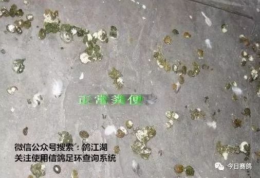 新城疫对比沙门氏菌(鸽副伤寒) 新城疫的症状:有少数鸽子不见任何