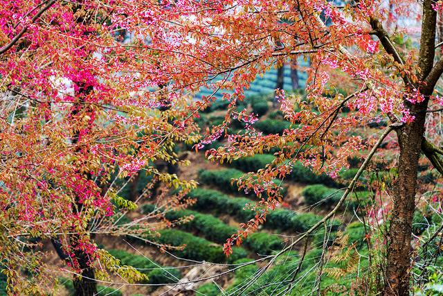 花溪区久安乡也有冬樱花 云南省无量山的"樱花谷"盛开的冬樱花,吸引