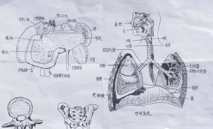 任性医学生手绘解剖图谱