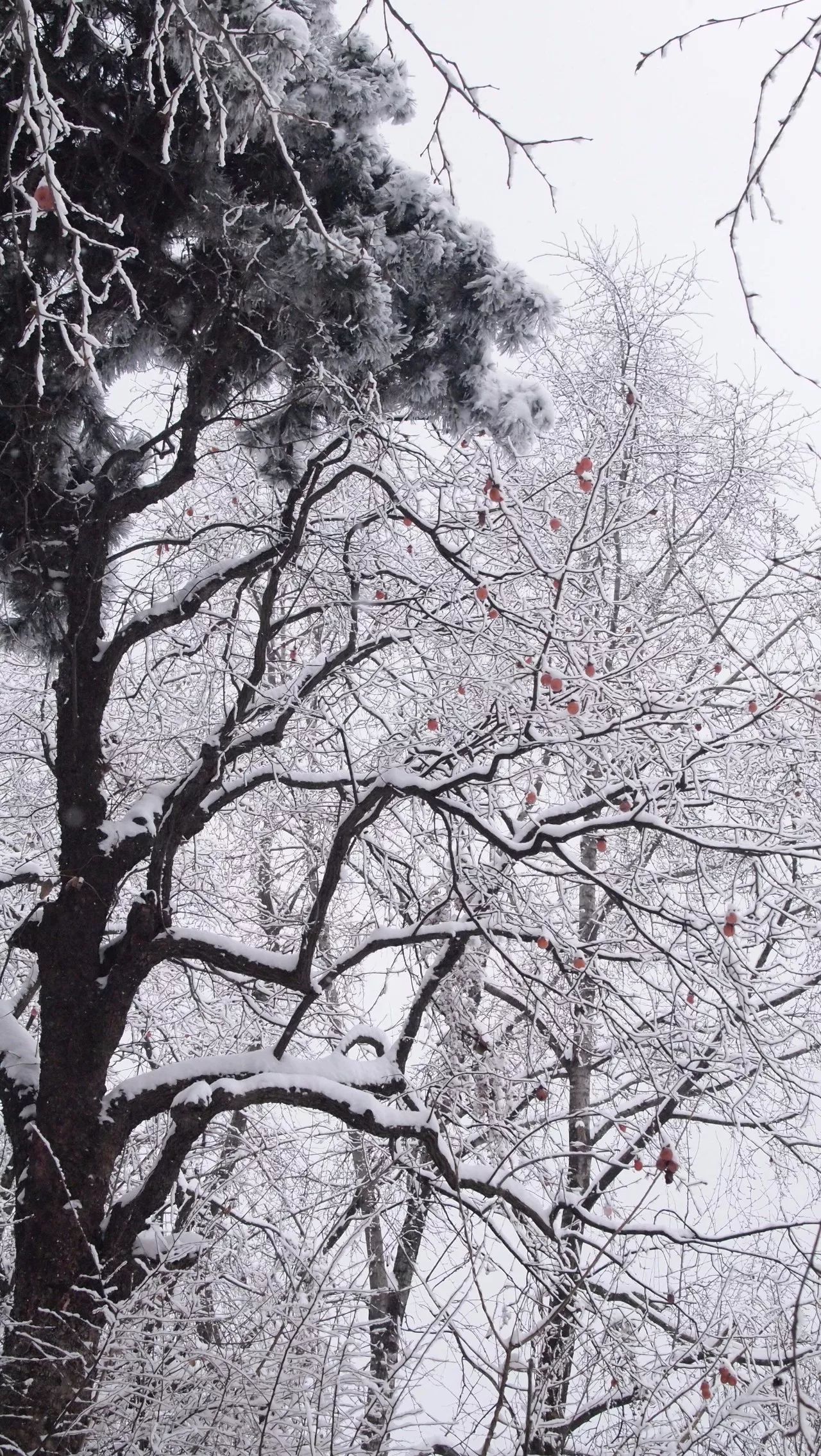 终南山雪