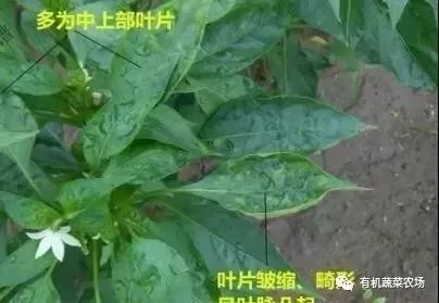 红蜘蛛(螨),白粉虱等害虫为害区分要点此类害虫为害后往往会造成辣椒