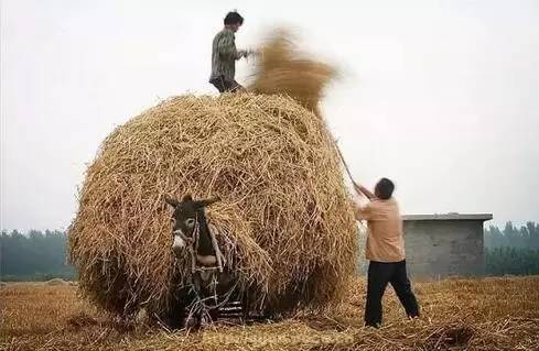 2 轧场(脱粒 轧完场,就到了麦秸垛的时候了 把麦秸拉回家,要