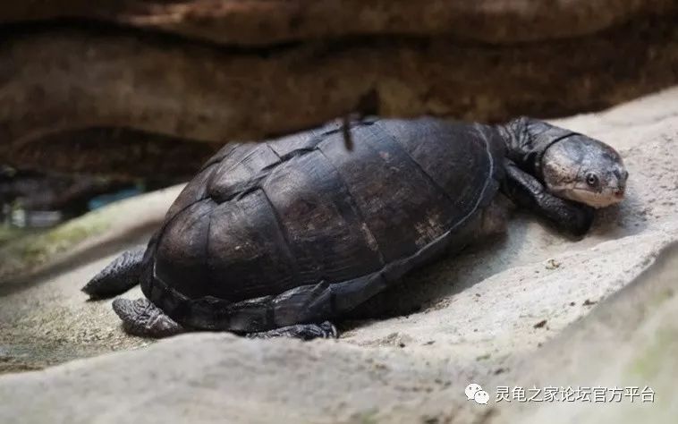 非洲棱背侧颈龟非洲棱背泥龟