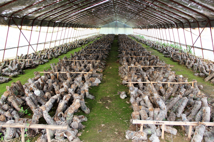 香菇产业网:食用菌栽培原材料之木屑篇
