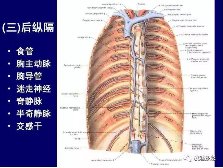 纵隔解剖   纵隔疾病x线诊断要点