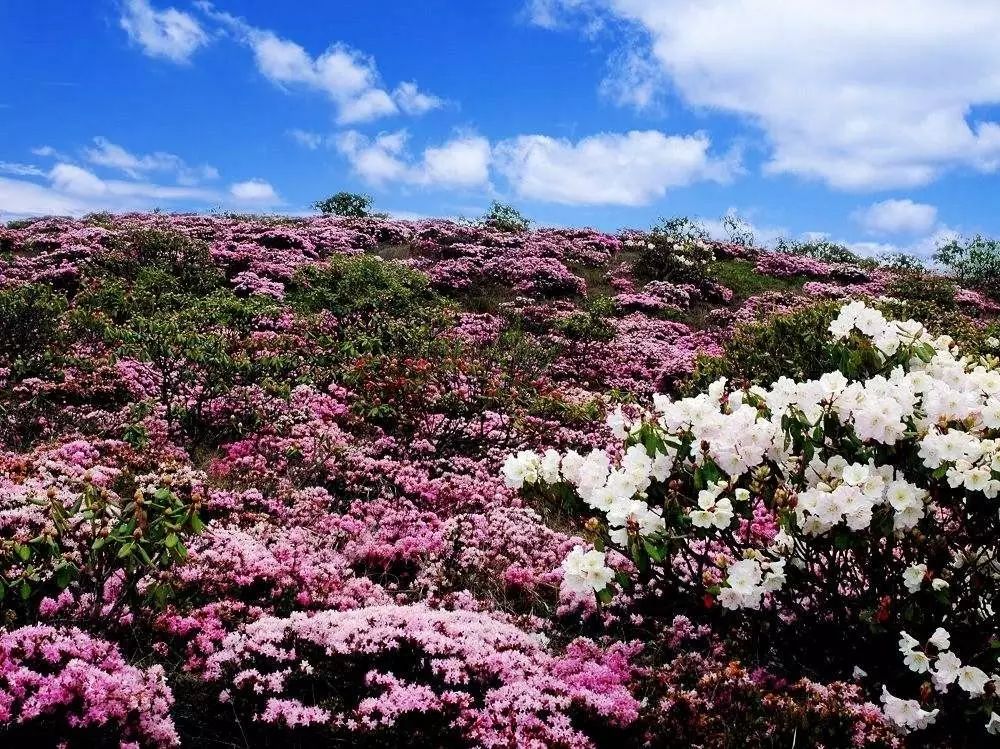 原本,美丽的杜鹃花海开得漫山遍野,姹紫嫣红