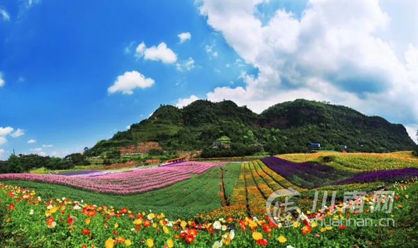 清溪谷花田酒地景区