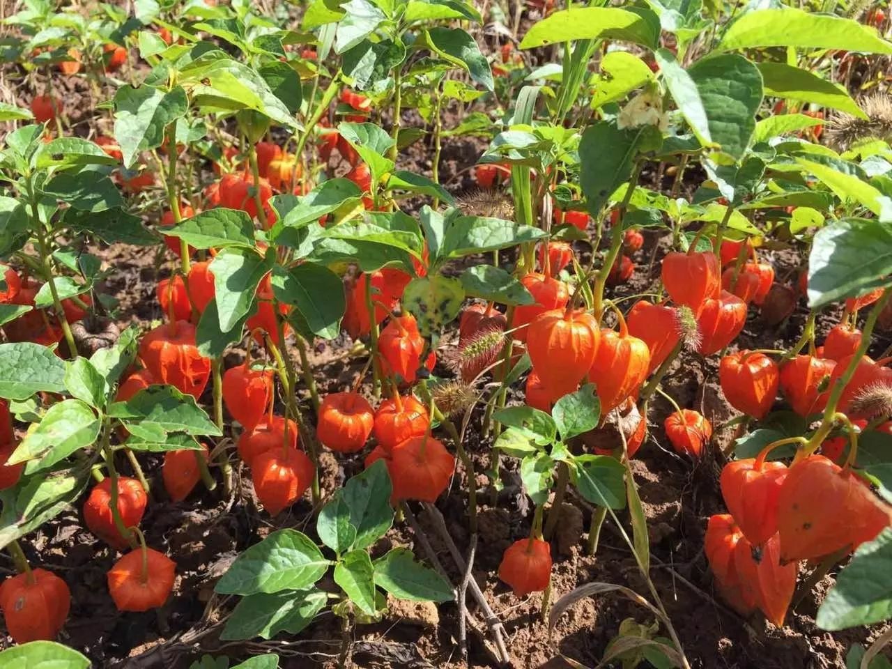 赠书 借山而居背后:他独居深山小院5年,春有百花