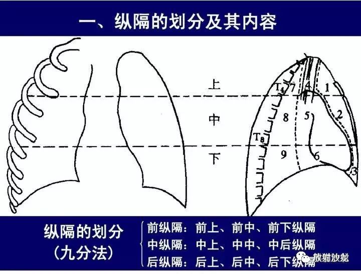 纵隔解剖   纵隔疾病x线诊断要点