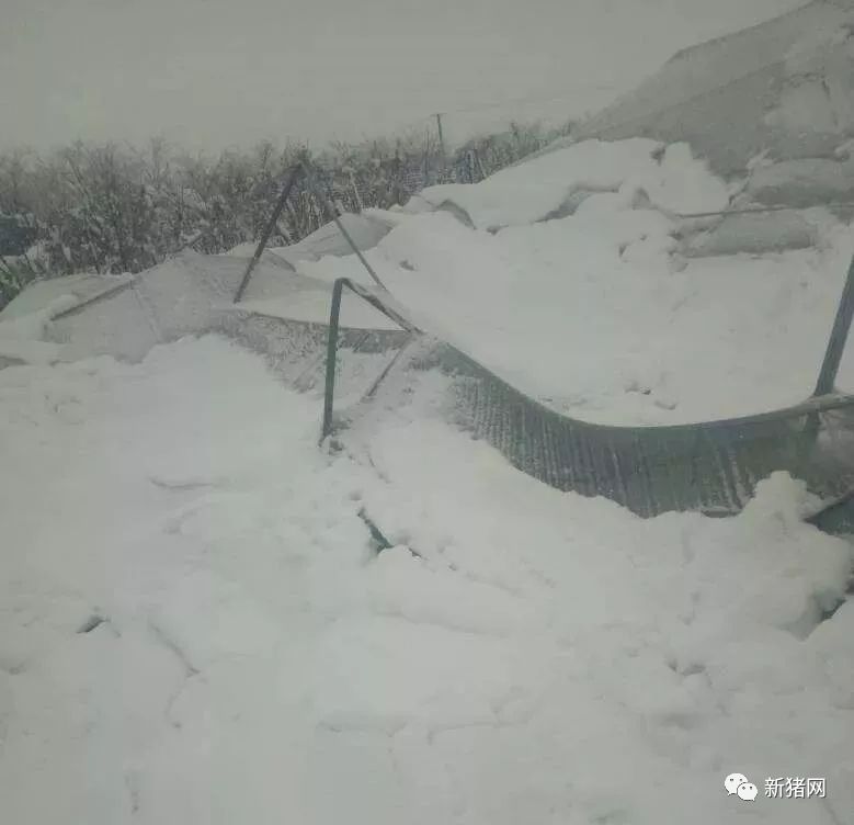 各地在遭受雪灾后,要第一时间向当地畜牧兽医局报告真实的受灾情况