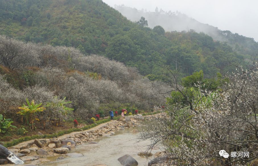 螺河网因为雨天陆河螺洞梅海已美成仙境