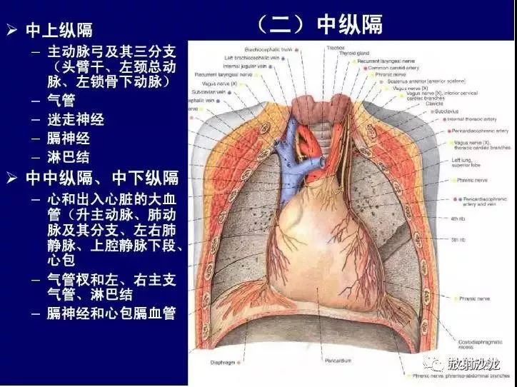 纵隔解剖   纵隔疾病x线诊断要点