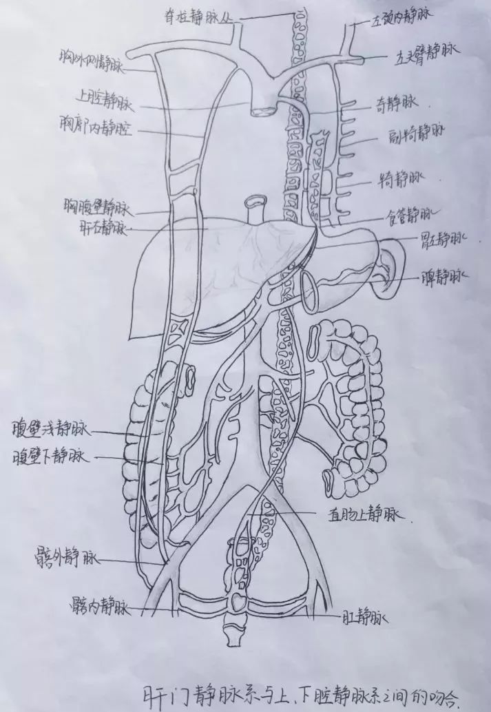 任性!医学生手绘解剖图谱