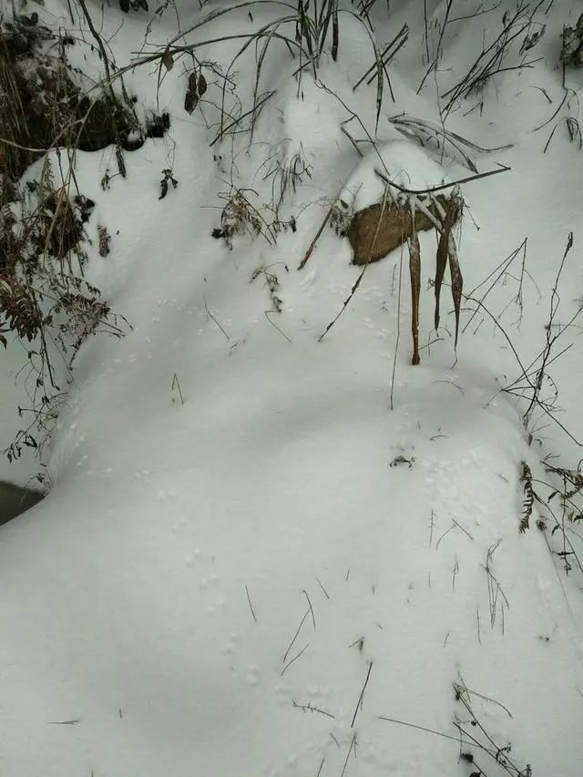 雪后金寨大山里野猪黄羊野兔野鸡都出来了