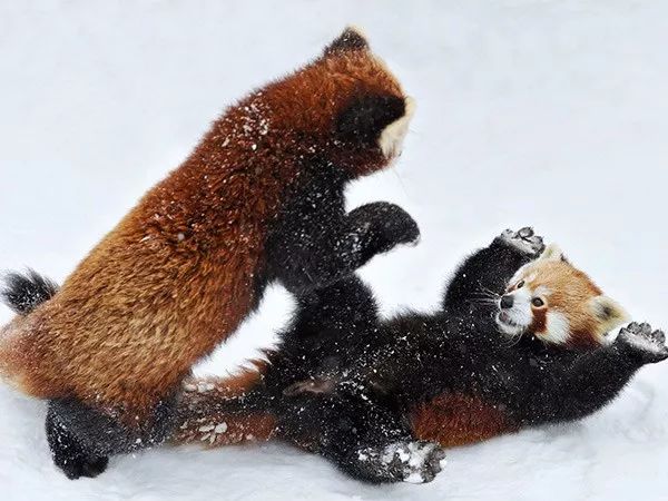 两只小熊猫不顾形象的在雪地里打成一团, 据说小熊猫像这样举起四肢是