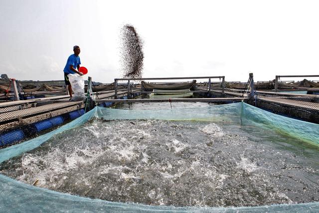 网箱养鱼的管理-水产养殖实用技术