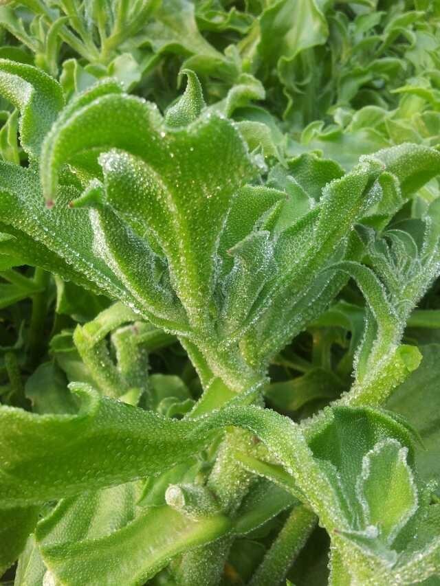 冰菜在我国的种植量比较少,加上它要在低于30℃的环境才能生长,所以在