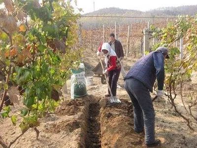 葡萄种植中的十一大施肥误区