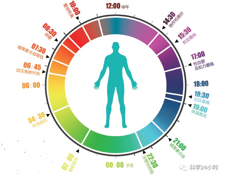 【独家·24小时】我们体内住着很多生物钟