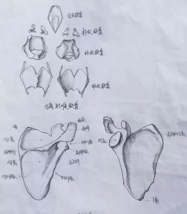 任性医学生手绘解剖图谱