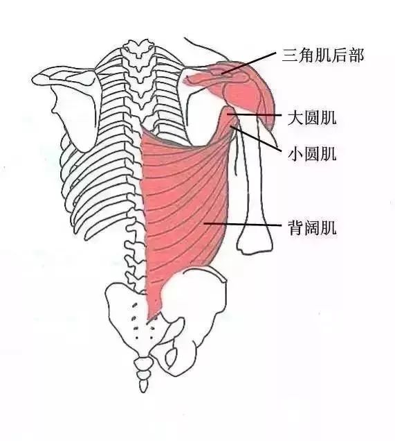 冈下肌起始于冈下窝,抵止于肱骨大结谮.