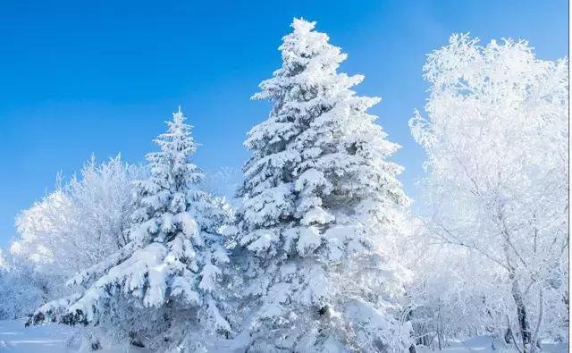 大雪压青松, 青松挺且直. (地点:十五道沟河畔)