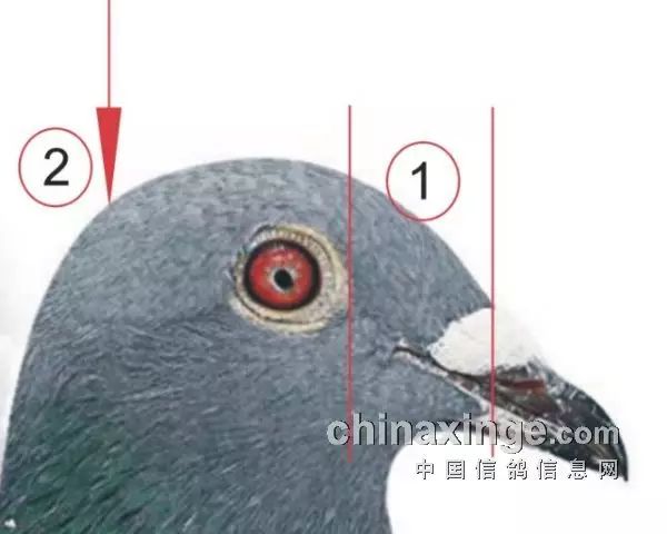 【图集】看头识鸽,鸽棚里这四种头型的鸽子可以淘汰掉