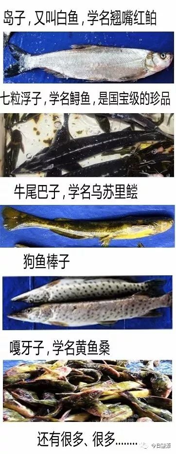 球子,狗鱼棒子,柳根子,草根棒子,鲫瓜子,鲢子,嘎牙子,岛子,七粒浮子