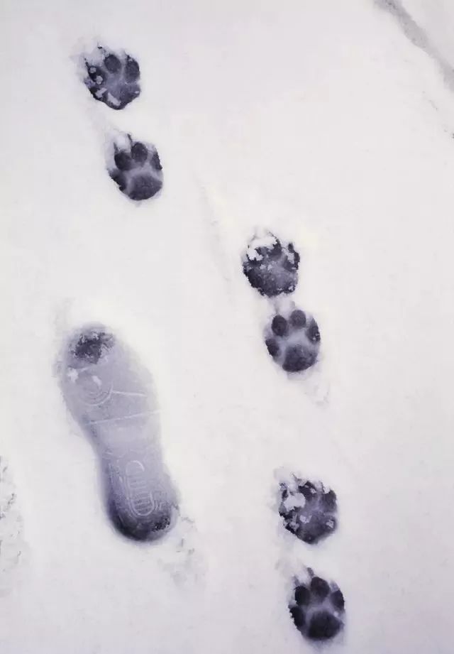 雪地动物脚印简笔画 雪地动物脚印简笔画画法