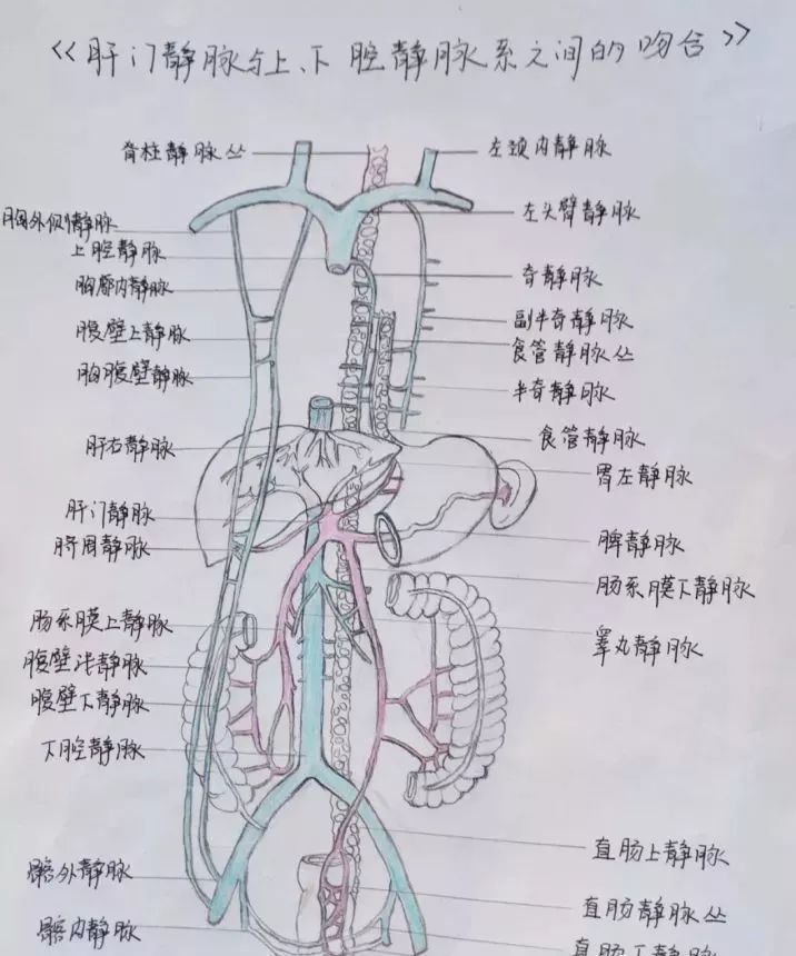 任性!医学生手绘解剖图谱