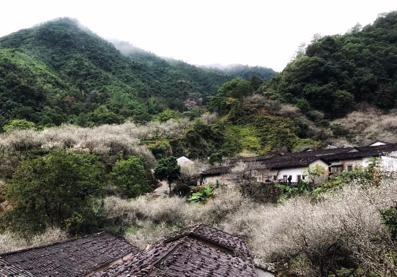 的游客已然陶醉魅力无法阻挡揭西西坑的梅花正在竞相开放~近日西坑村