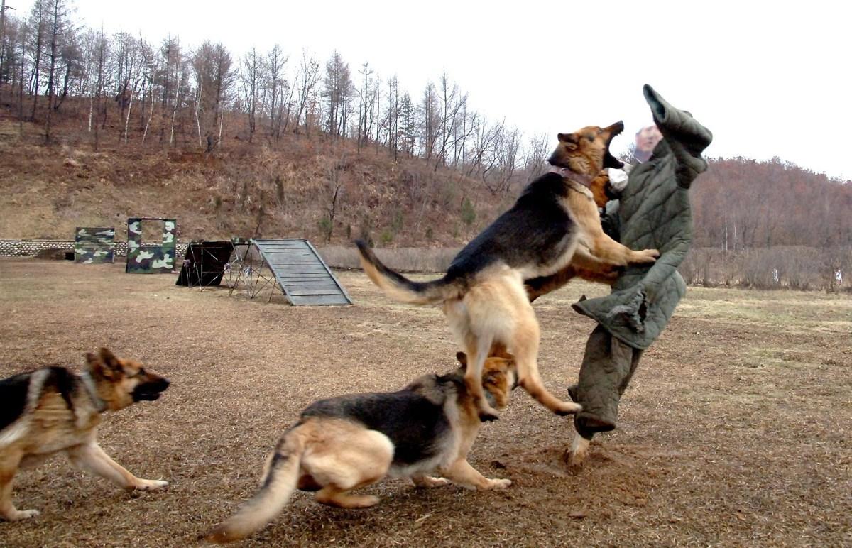 实际上军犬退役后会送到养老院养老!