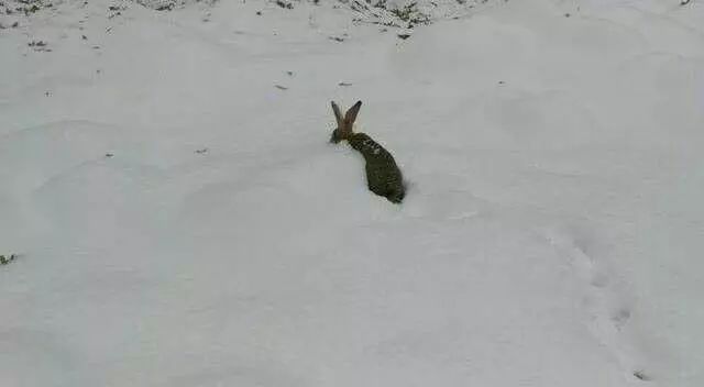 雪后金寨大山里野猪黄羊野兔野鸡都出来了