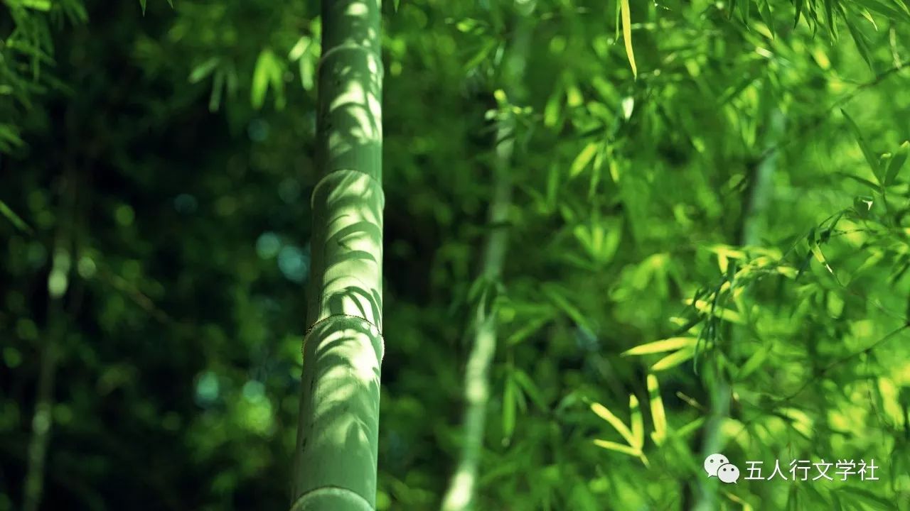 二出生穷石下,雨后叶呈新.能叫万人仰,归于有节身.