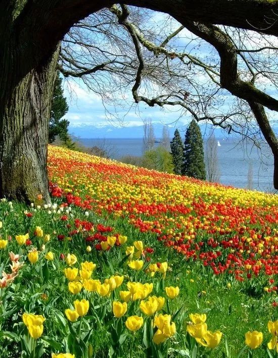 【美图欣赏】全球最美花园,花开成海了!太漂亮了!