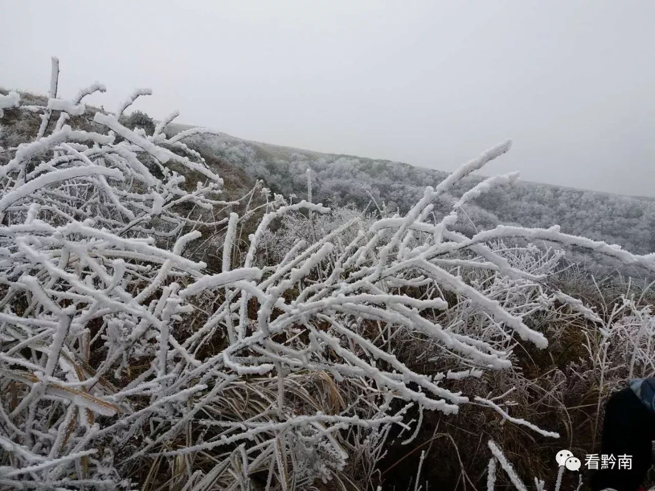 下雪了!】都匀这些地方已经白茫茫一片!